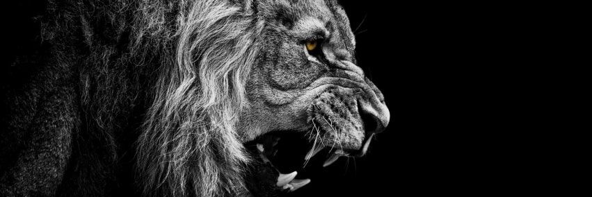 Quantstradamus banner