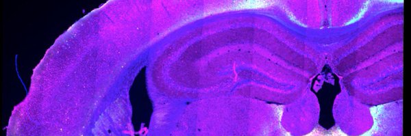 alateeq_rana Profile Banner