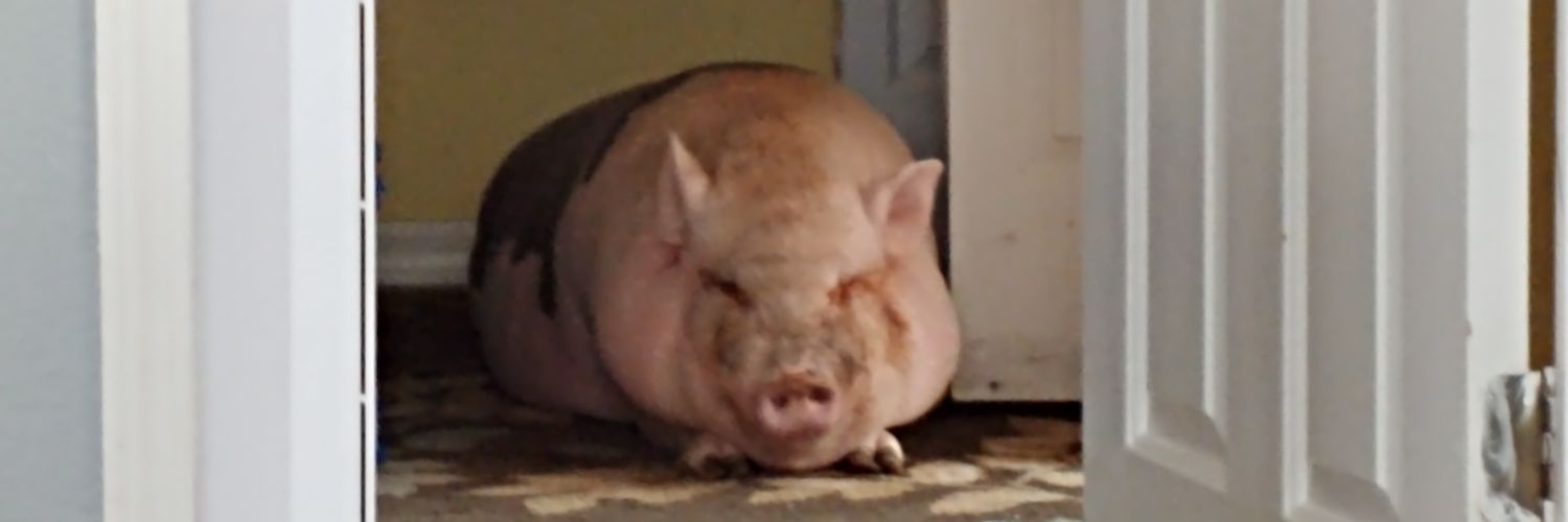 SWieneke21's profile banner image