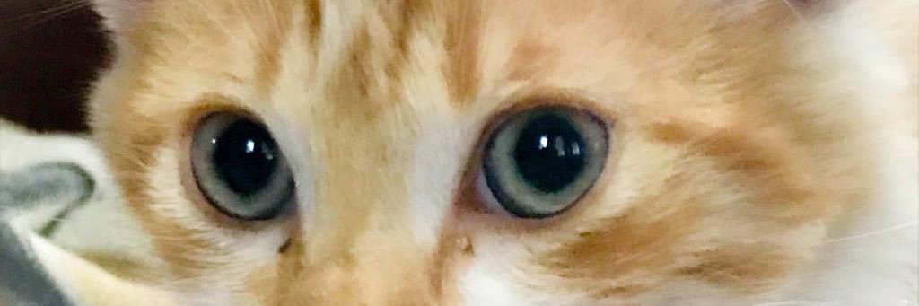 Catwitch63's profile banner image