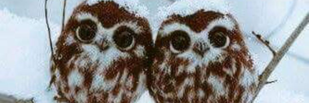 defneong's profile banner image