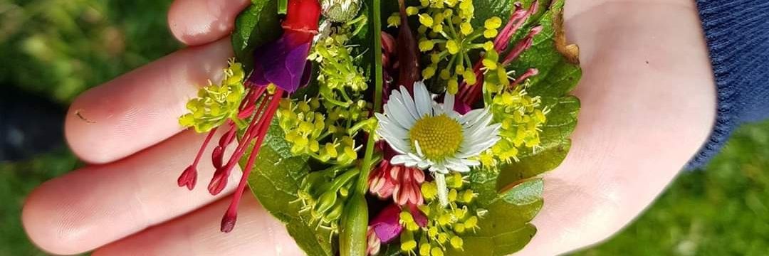 Howth Foraging @howthforaging@outlook.ie banner