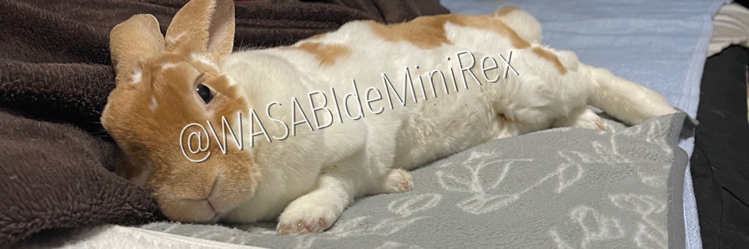 うさぎわさびc(⌒(_U･ω･U)_ banner