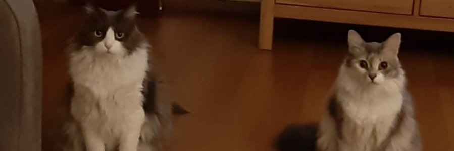 evetodediginden's profile banner image