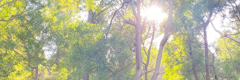 mileehernandez_'s profile banner image