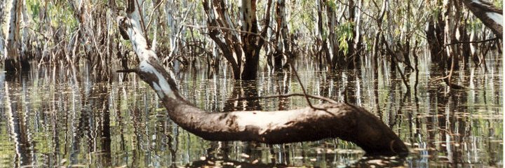 💧Jacquie Kelly banner