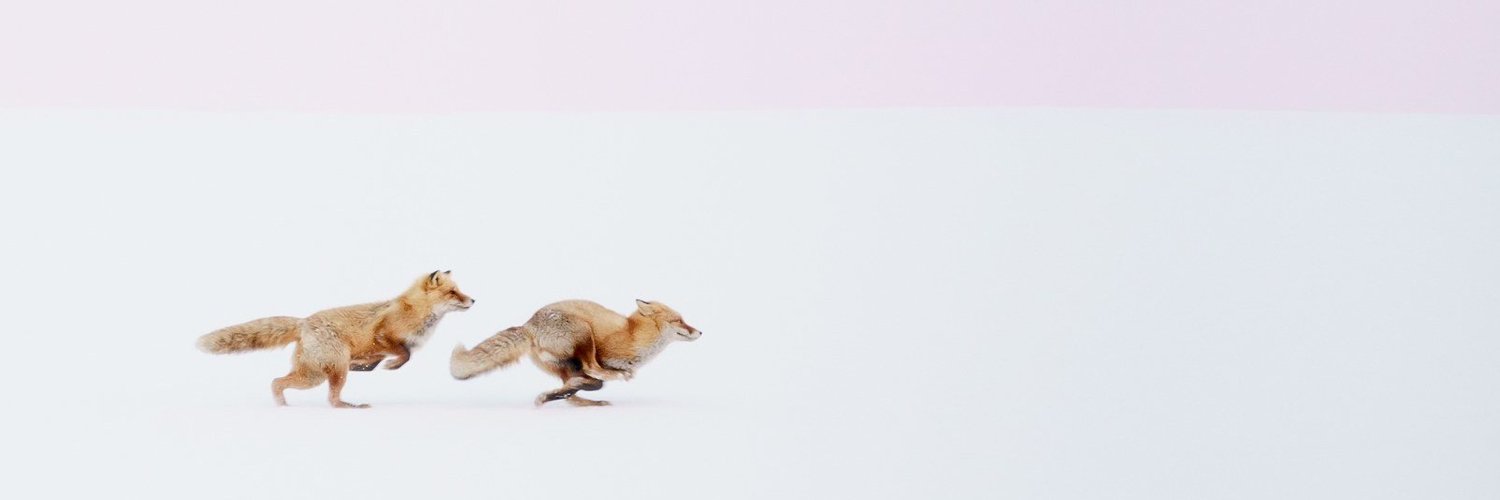 zanzando's profile banner image