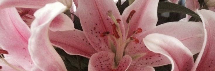 dani ✰ banner