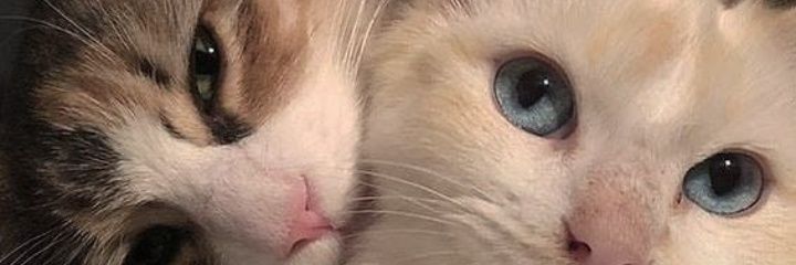 thhytLuar's profile banner image