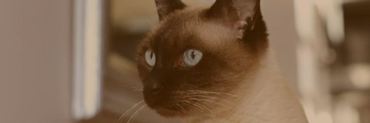 yeyecandioti's profile banner image