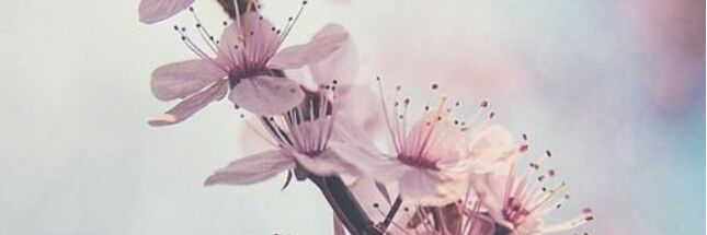 ValeriaTodesco's profile banner image