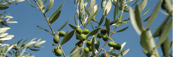 OliveOil4Life Profile Banner