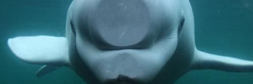 Over whale ming banner