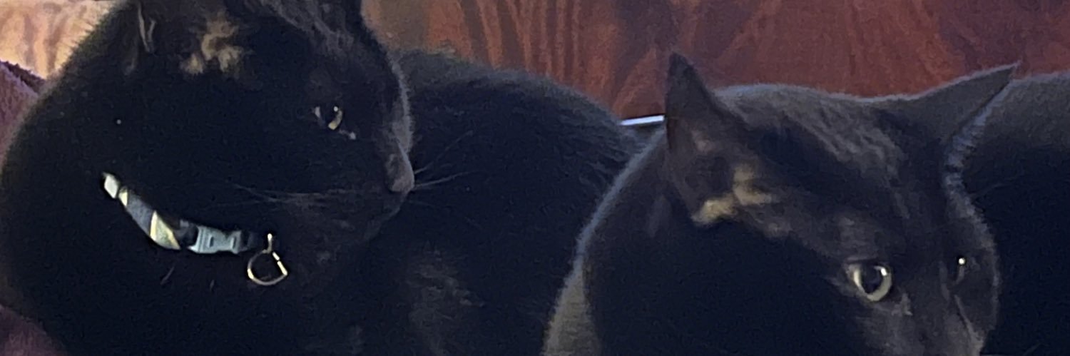 Toonces-look-out banner