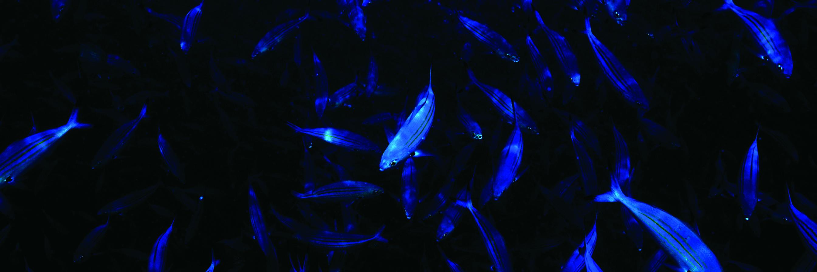 DeepBlueComs's profile banner image