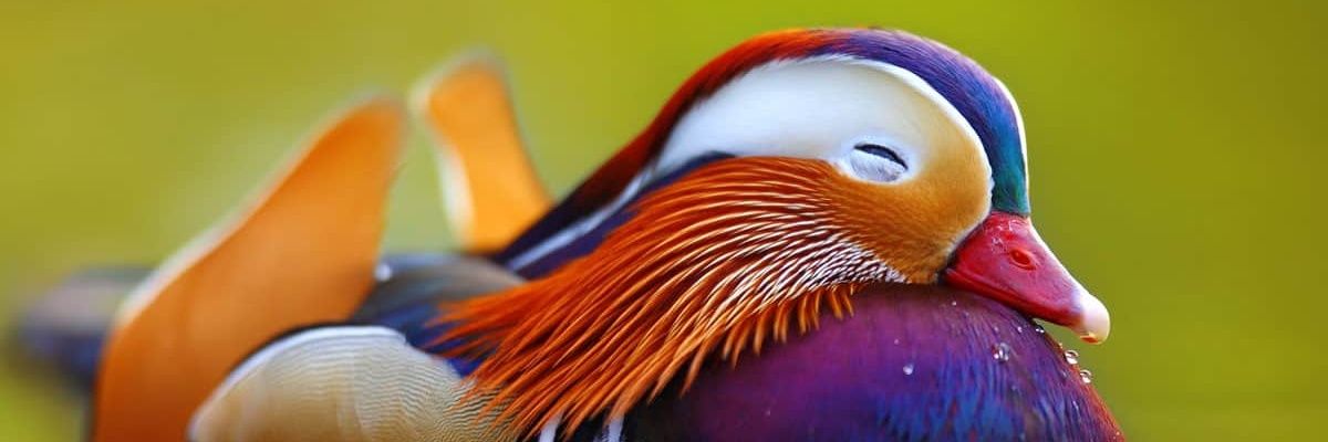 KaraFjaril's profile banner image