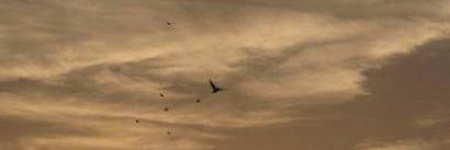 maruber's profile banner image