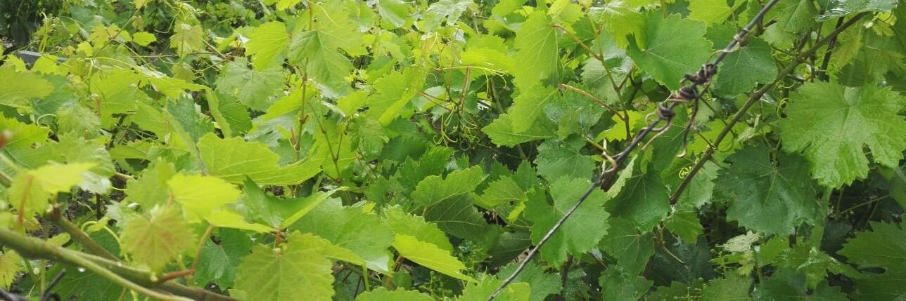bulent colgecen🇹🇷🥷 banner