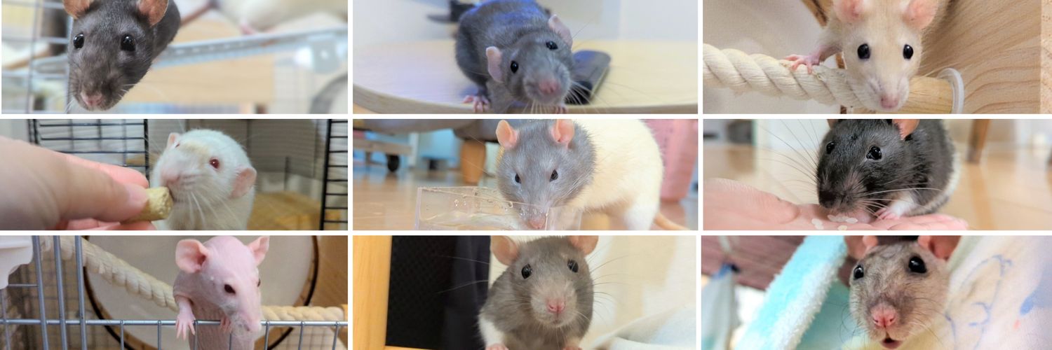 ファンしぃ🐀🐁⸒⸒ banner