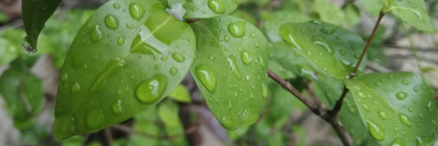 𝕃𝕒𝕥𝕥𝕖𝕝𝕚𝕔𝕚𝕠𝕦𝕤 ☕︎ banner