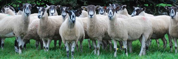 JeuSheep Profile Banner