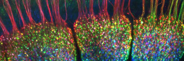 simon_desiderio Profile Banner