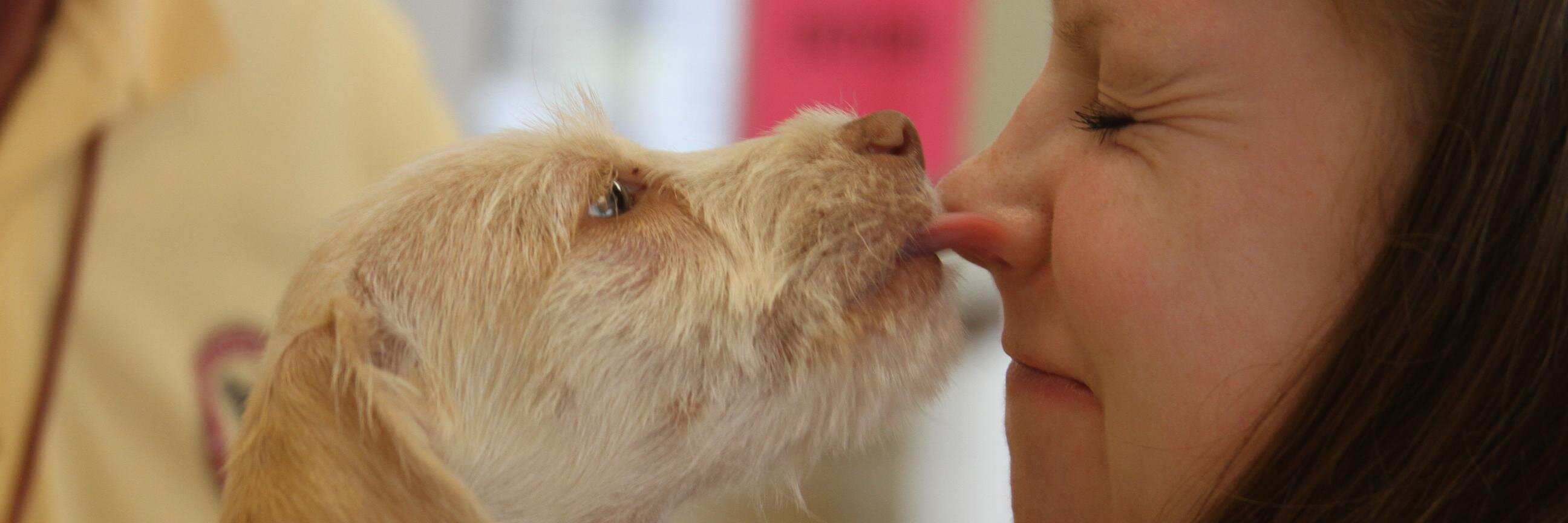 maddiesadopt's profile banner image