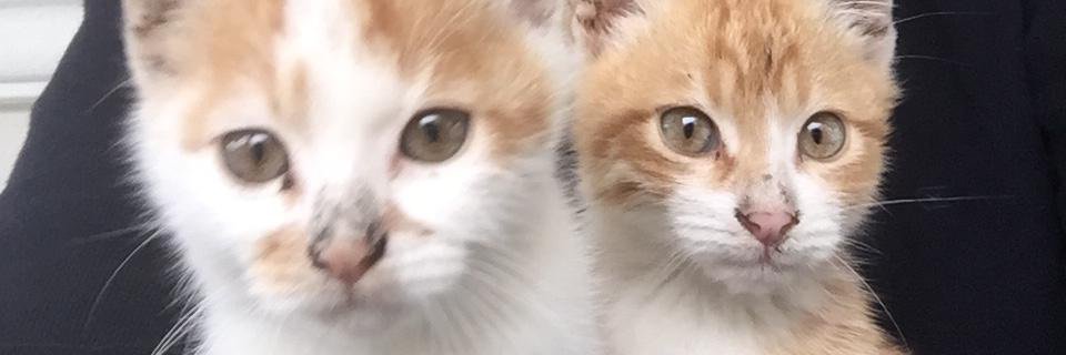 bddug's profile banner image