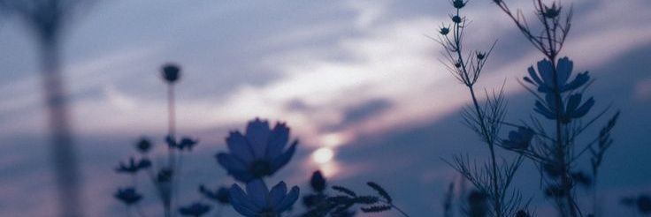 ASoftTrace's profile banner image