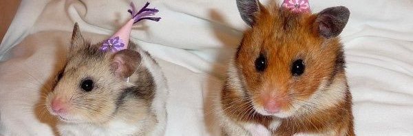 almost_feline's profile banner image