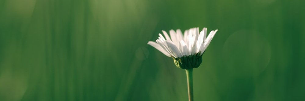 FeltmanMaribel's profile banner image