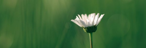 Maribel Feltman Profile Banner