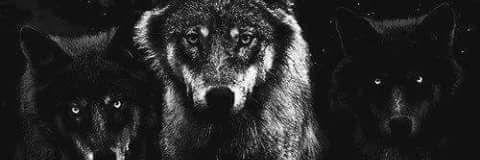 norsewolf80's profile banner image