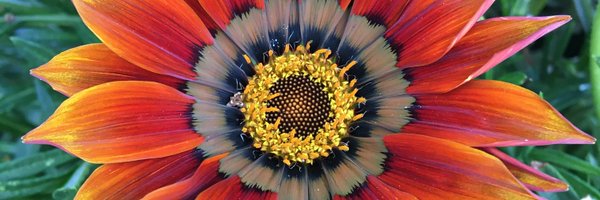 BrainExplorer Profile Banner