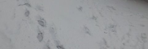 swordstrike's profile banner image