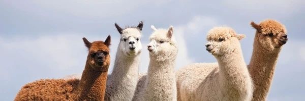 marpacalypse 석진ᴮᴱ⁷ banner