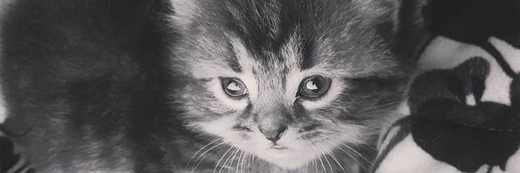 Tou0t's profile banner image