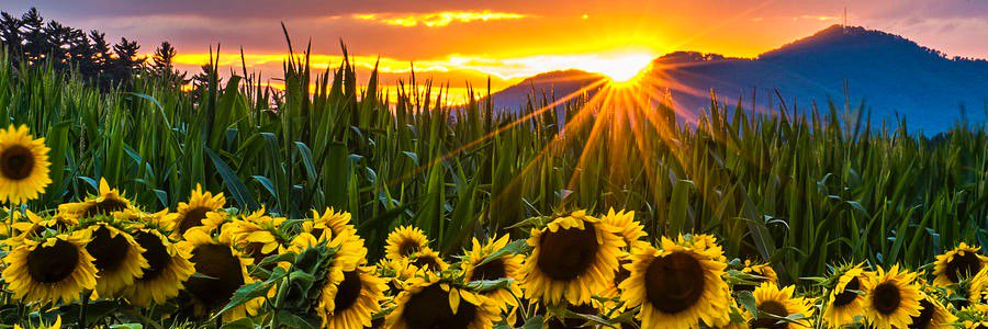 Stephanie__Ross's profile banner image