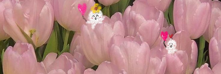 강히 𓊝 banner