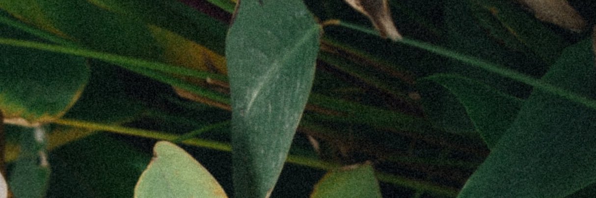 chamuk97's profile banner image