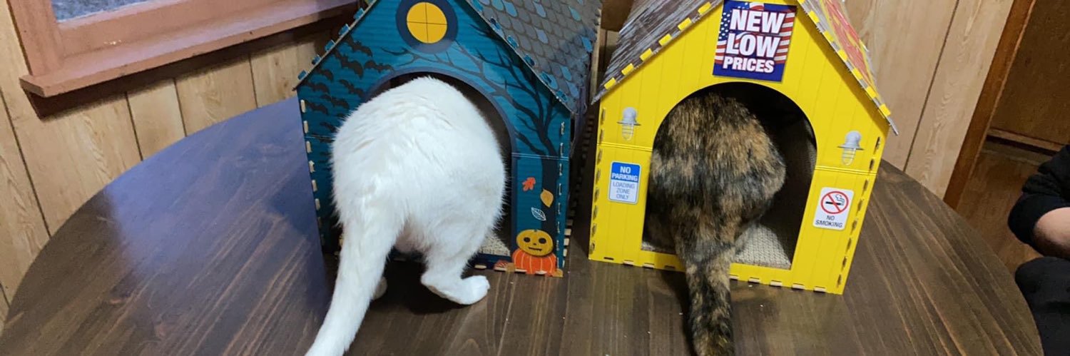 Blanca and Drusilla banner