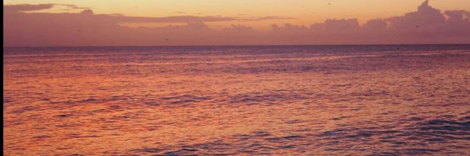 りと ＠🎣🦐🐠🐸🌿🦎 banner