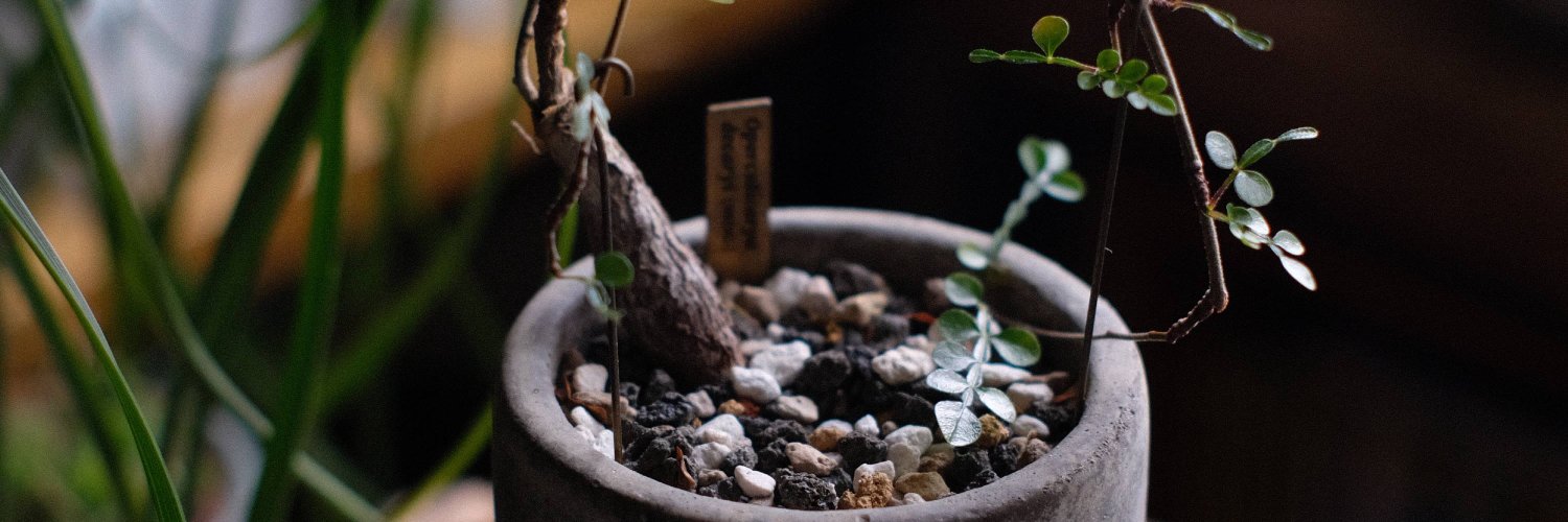 International PinkSky banner