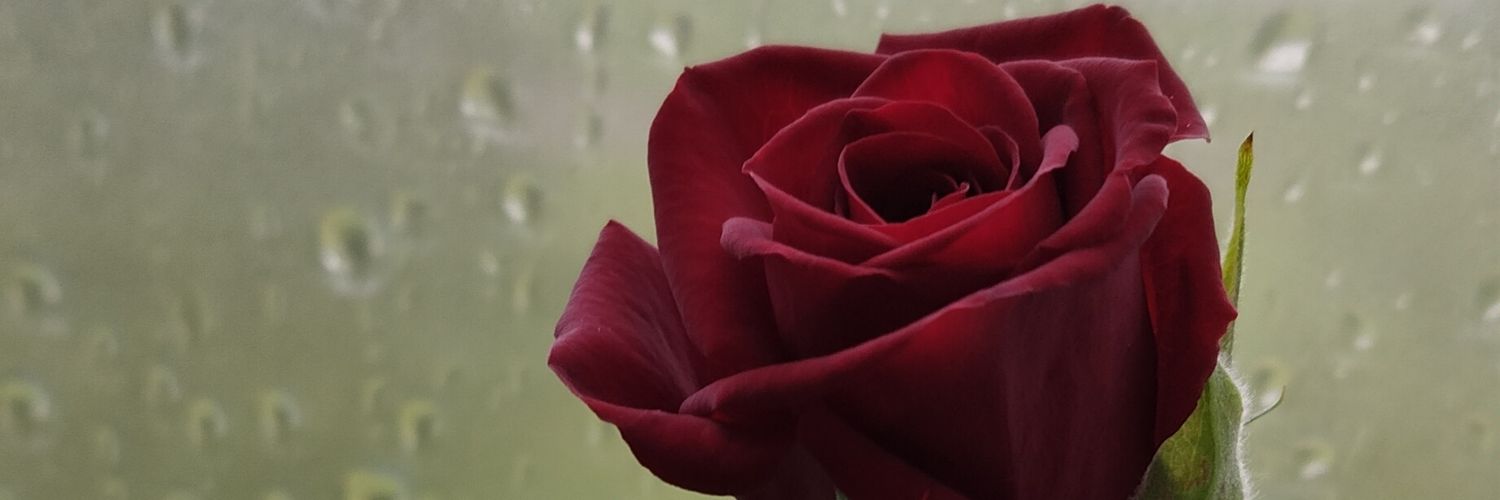 Erja06486500's profile banner image
