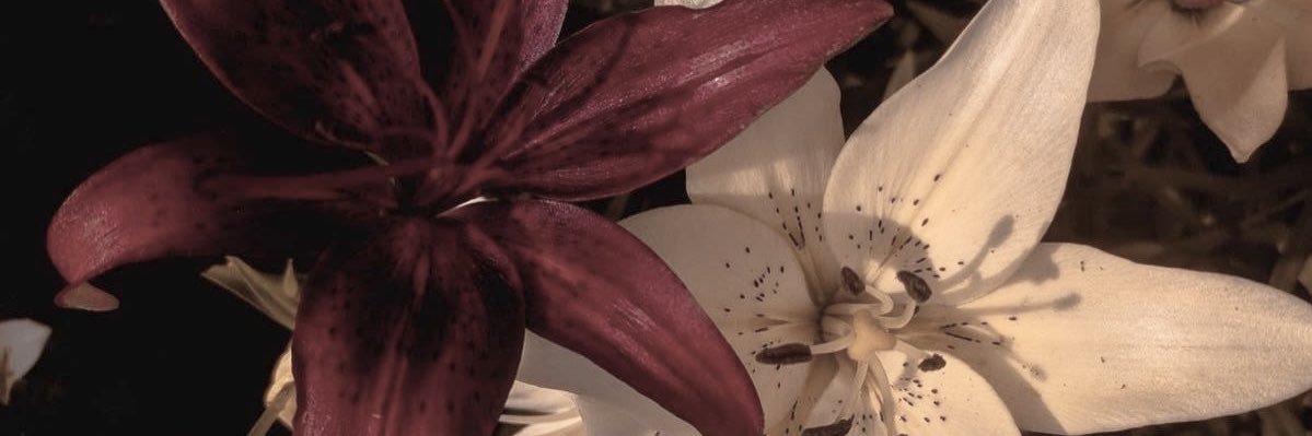 graceanneez's profile banner image