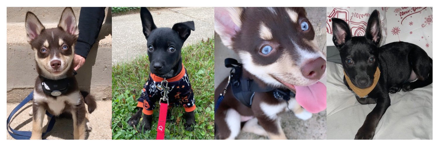 Penrin Cameron banner