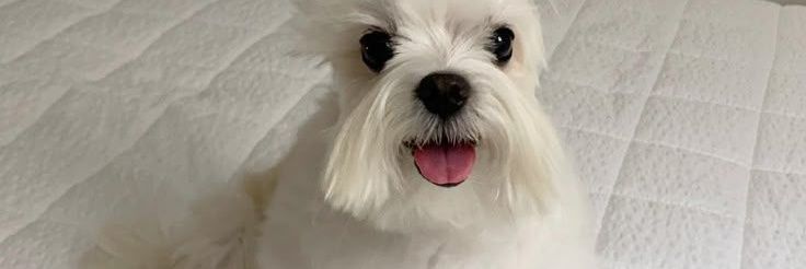 dog banner