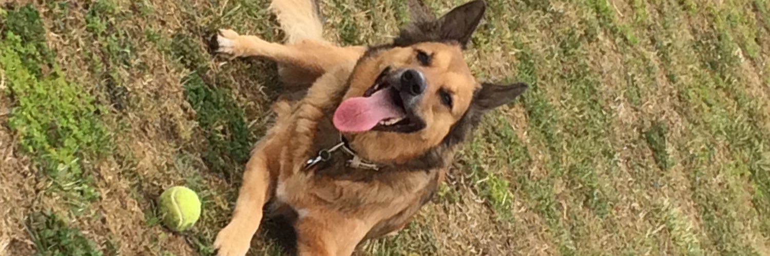 Chubby Gazelle banner