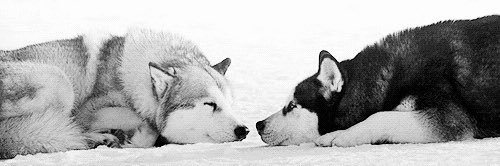 reid 🐾 banner