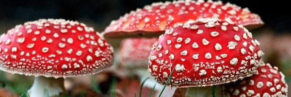 IllusionBraker banner